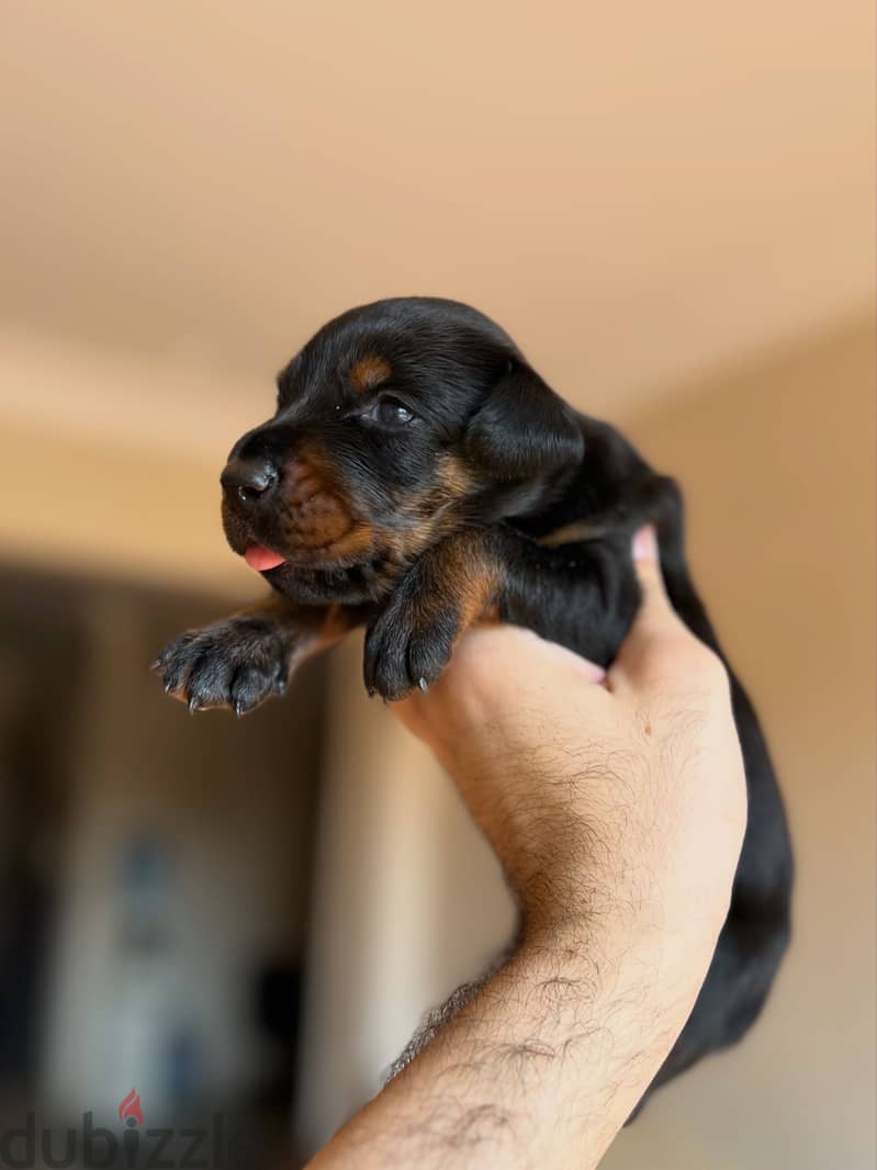 Doberman puppies 1
