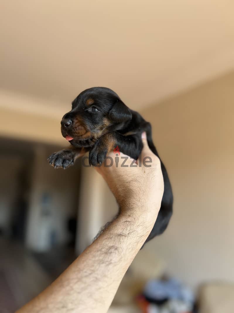 Doberman puppies 2