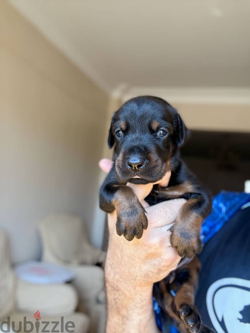 Doberman puppies 3