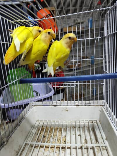 روز اوبلاين اورانج