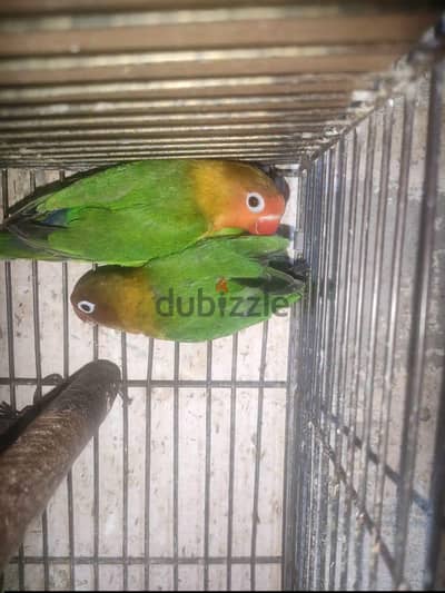 قص فيشر اخضر