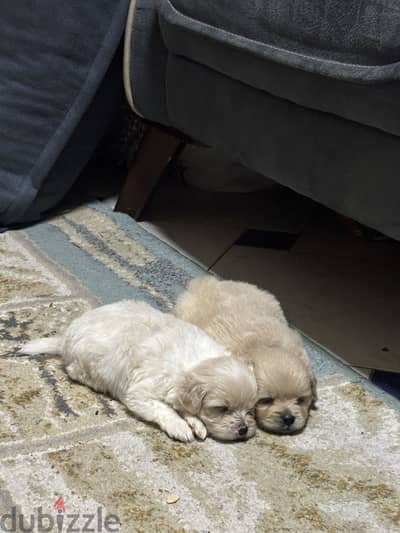 pekingese puppy جراوى بيكينيز