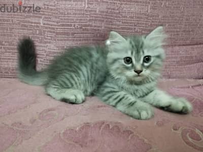 حماصة قط شيرازي ولد