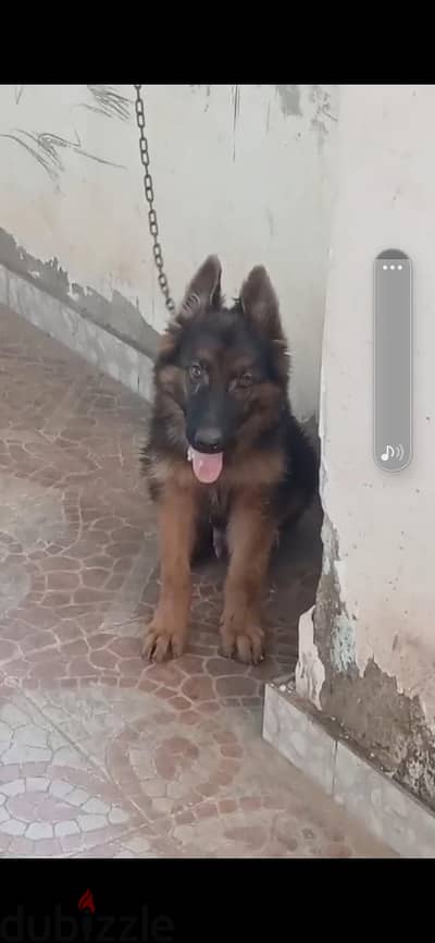 جرو ٩٠ يوم جيرمن اب شو لاين وأم ورك لاين دم نار  وذكى جدا