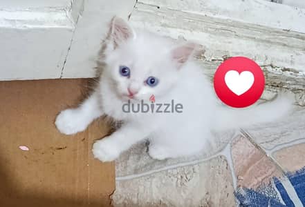 قطط شيرازي بيور
