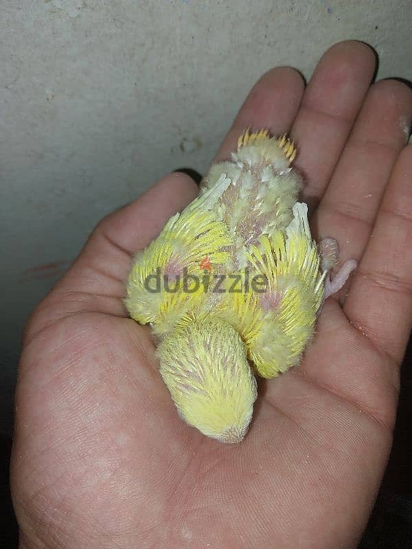 كوكتيل 2