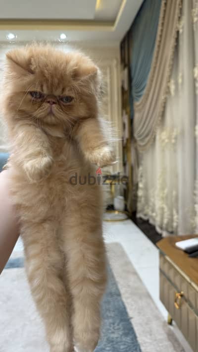 قط بيرشن للبيع