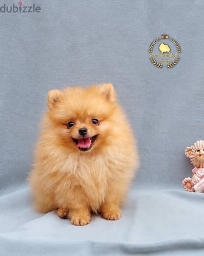Elite pomeranian teacup - بومرينيان