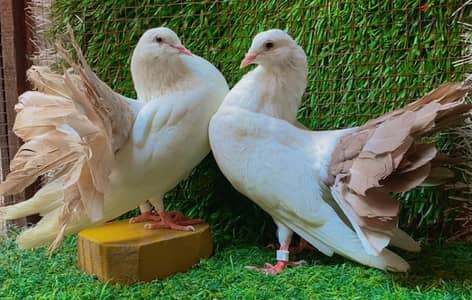قصوص من الحلويات