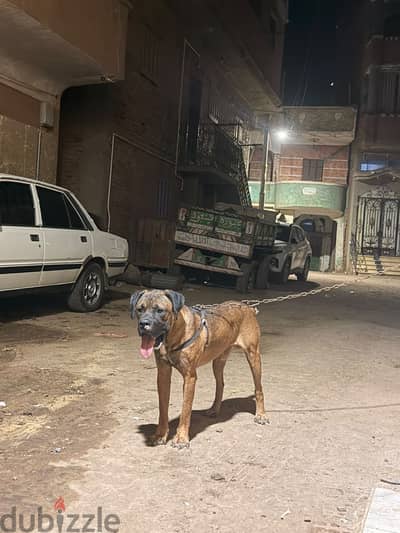 جرو ماستف ماشاء الله عل الحجم ده كله