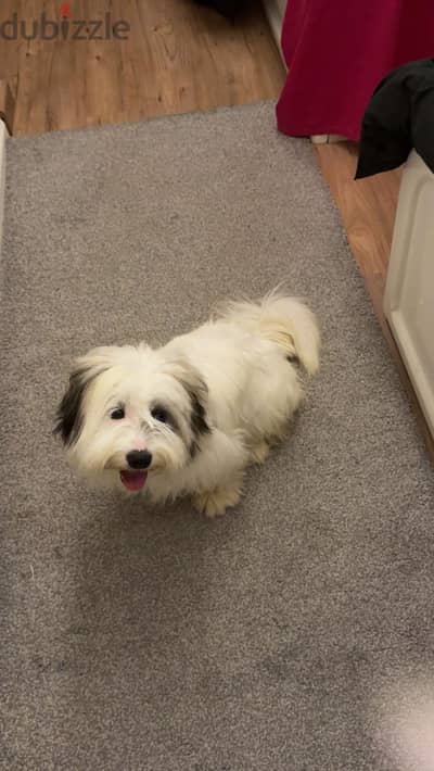 Griffon puppy 8 months