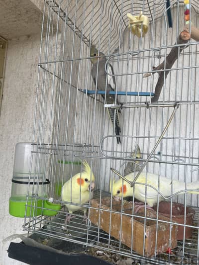 عدد ٧ كوكتيل مع قفص جديد محمل باب سجان