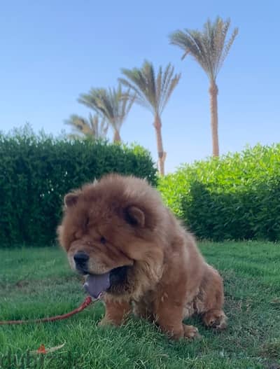 تشاو تشاو للجواز