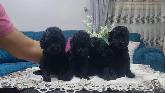 poodle 35 d