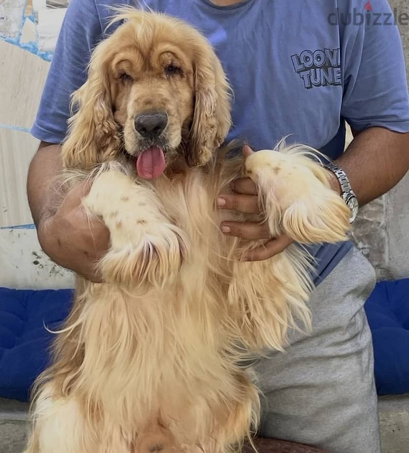 Cocker spaniel كوكر سبانيل 5