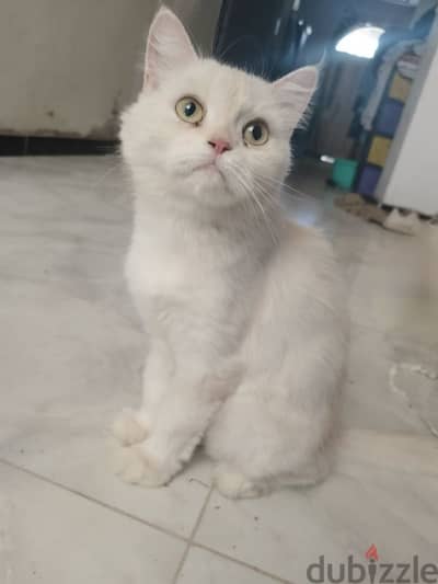 قطه شيرازي للتبني