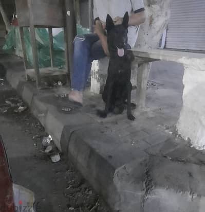 نتايه مالينو دارك