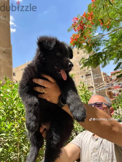 جيرمن شيبرد رويال بلاك