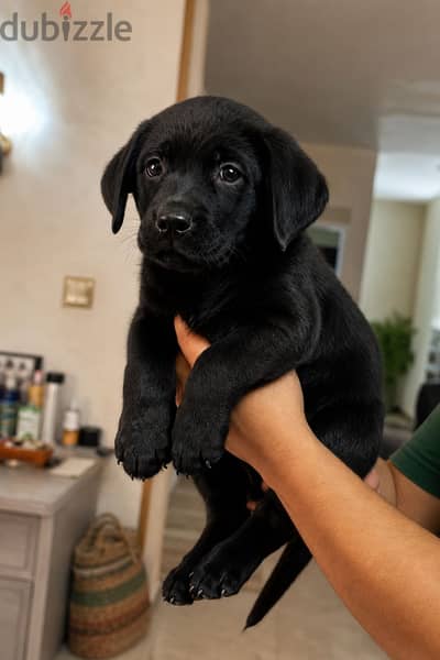 Female Labrador retriever black