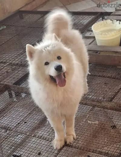 ذكر صامويد هاسكي ممتاز للإنتاج والتربية المنزلية Male Samoyed Husky