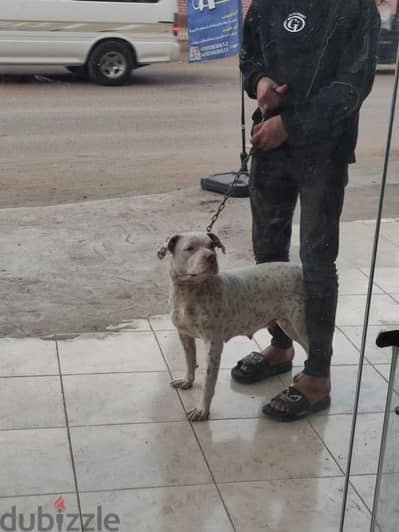 كلبه بتبول  تقليب ممتاز ولاده