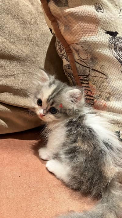 قطه شيرازي بنت