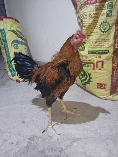 ديك هندى مستوى عالى للبيع او للبدل