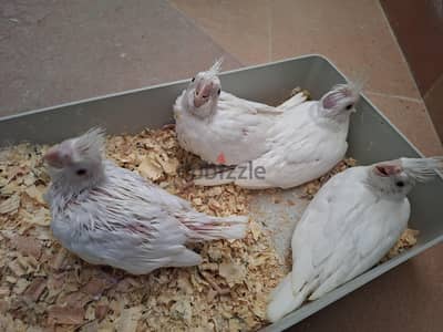 ٤ زغاليل كوكتيل البينو