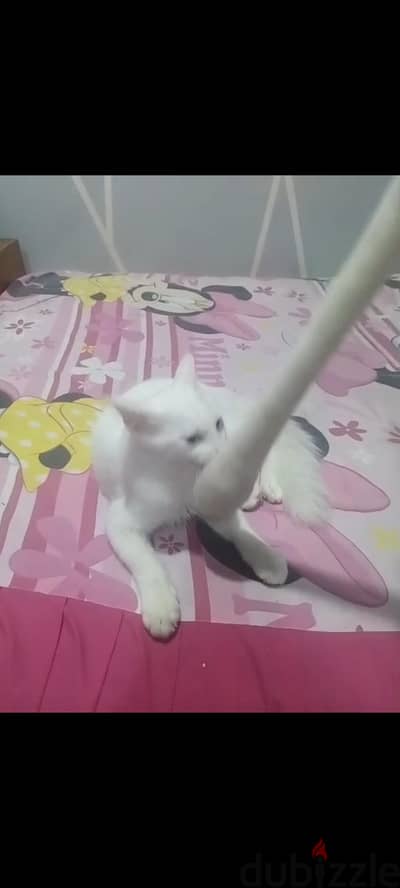 قطه شيرازي