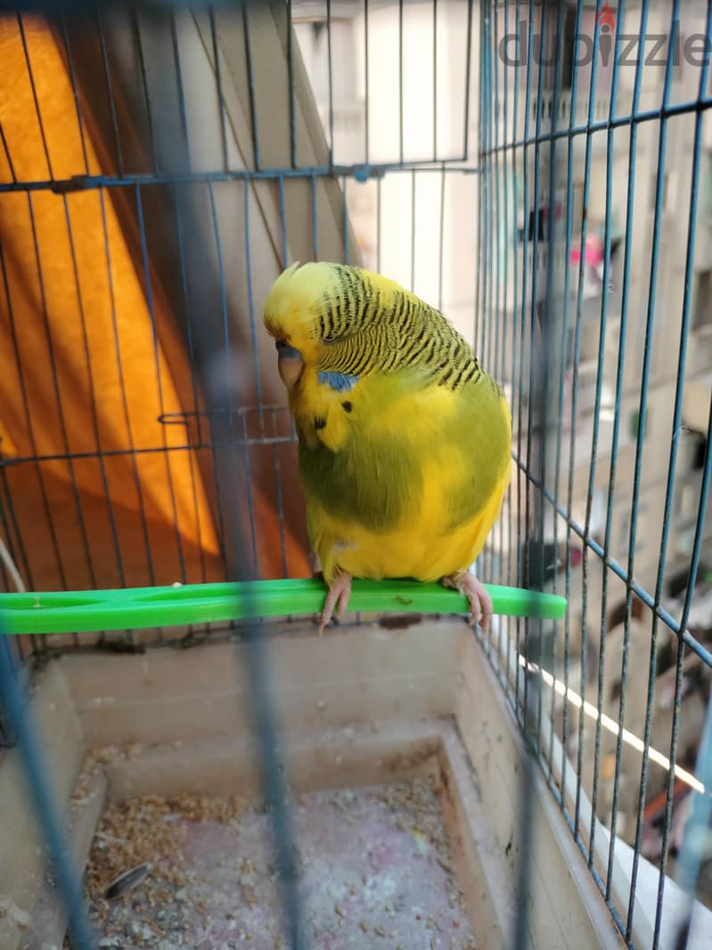 ذكر باند انصاص 1