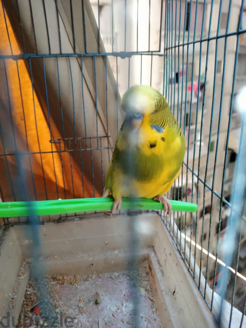 ذكر باند انصاص 3