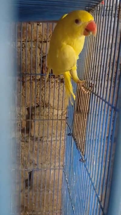 زوج درة هندى