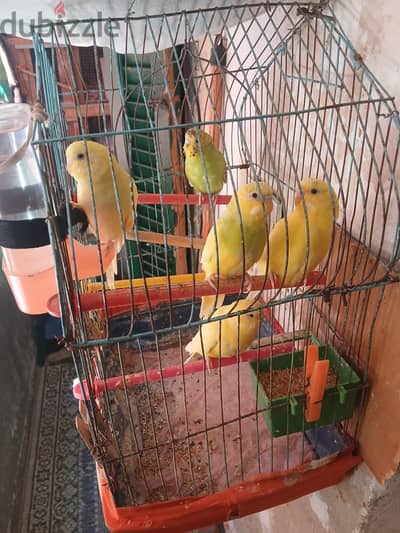 جوز بي ٣ شباب