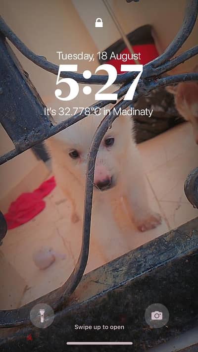 white husky pure male and a female 45 days
