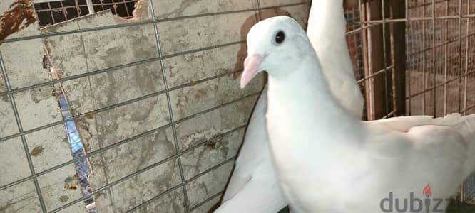 حمام فرنساوي