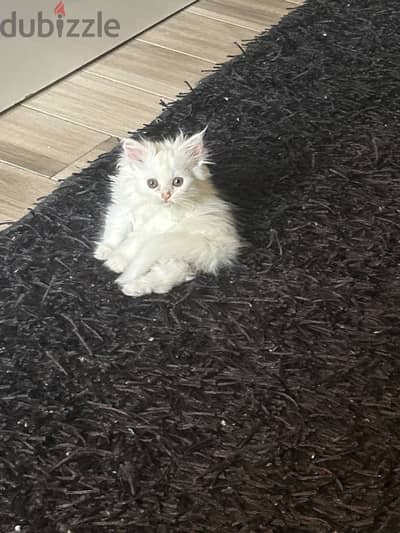 قطه شيرازى أصلى ٥٠ يوم للبيع  Pure Persian kitten