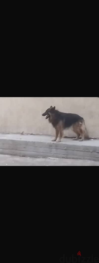 جيرمن