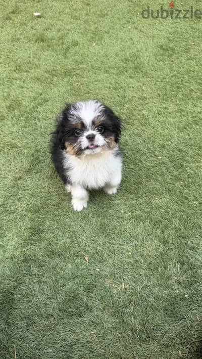 Shih tzu Female 60 days