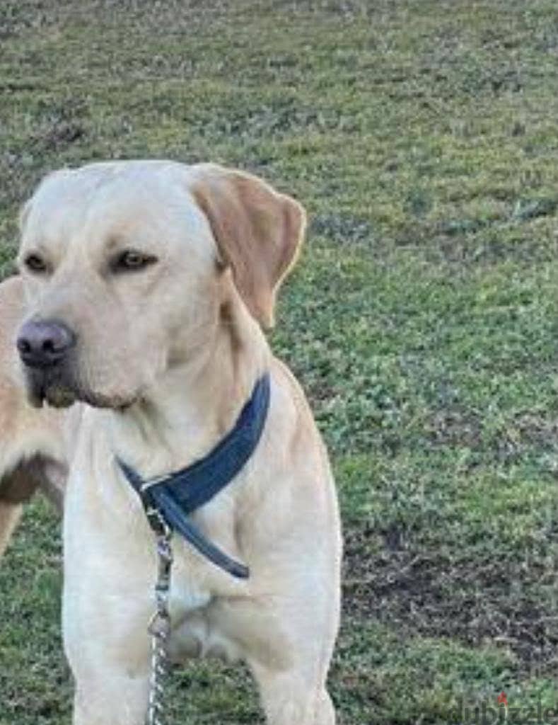 Labrador retriever 1
