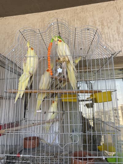 عدد ٧ كوكتيل مع قفص جديد محمل باب سجان
