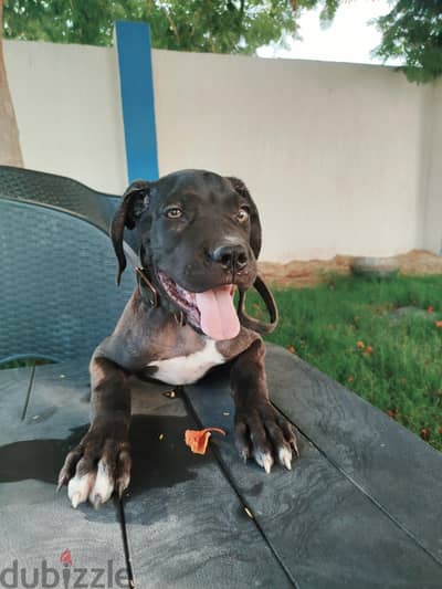 female Cane Corso