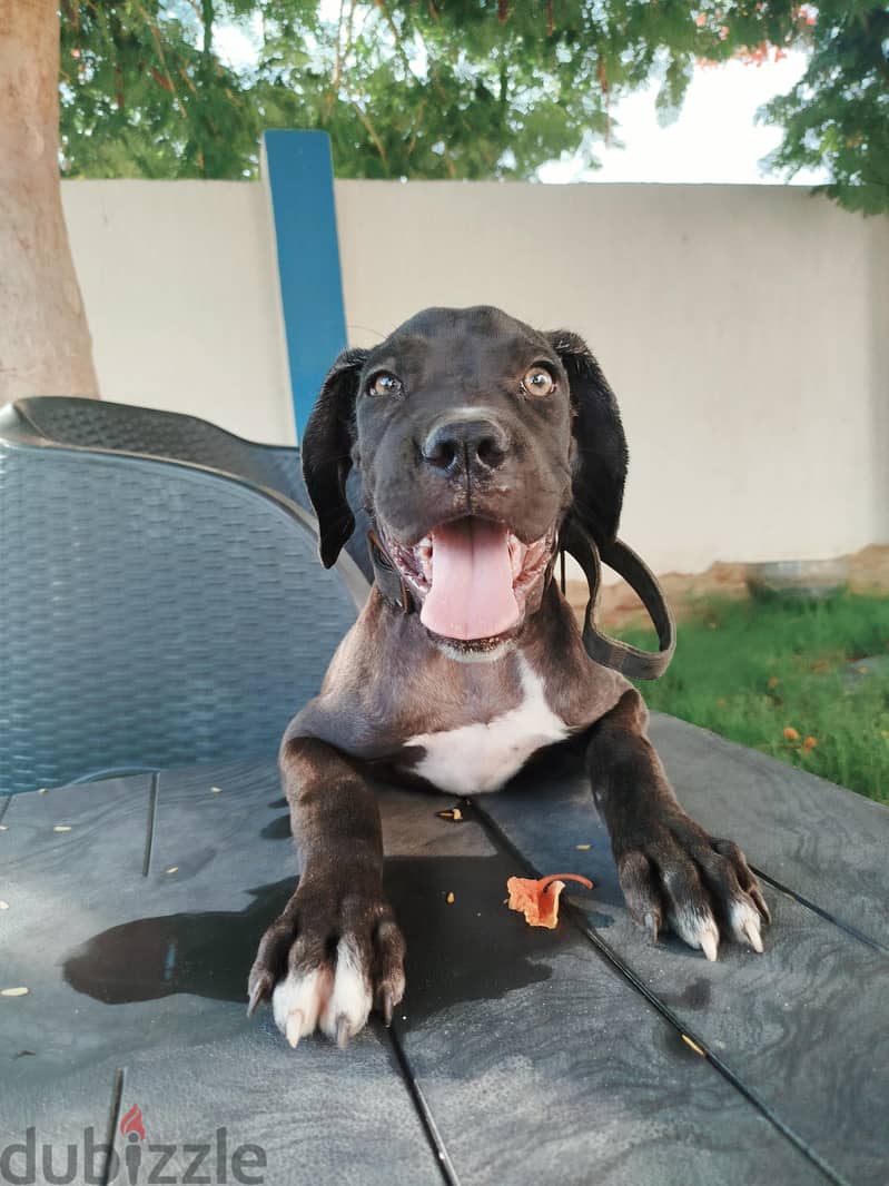 female Cane Corso 1