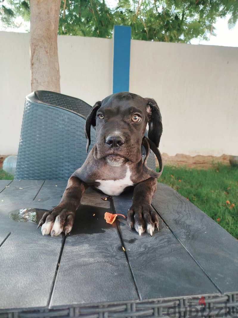female Cane Corso 2