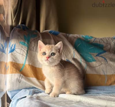 قطة بريطاني جولدن / British shorthair female cat