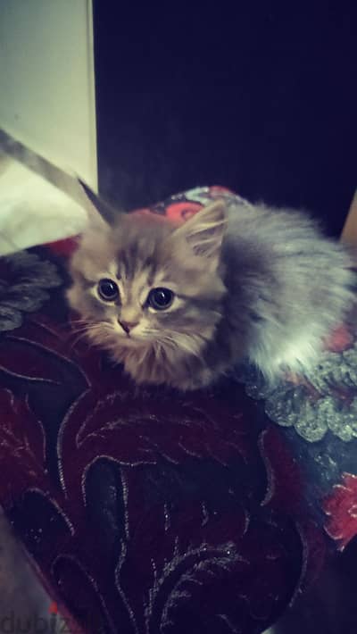 قطه شيرازي