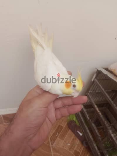 متاح للبيع