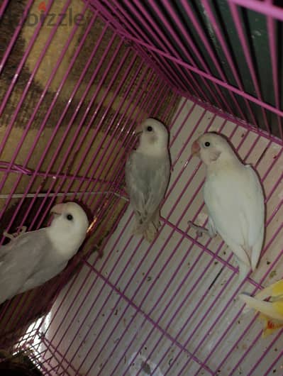 روز ابولاين بلايد