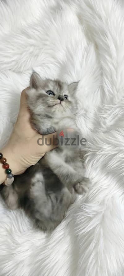 دبدوبه بيبي كيوت  بعيون لبني اخر دلع