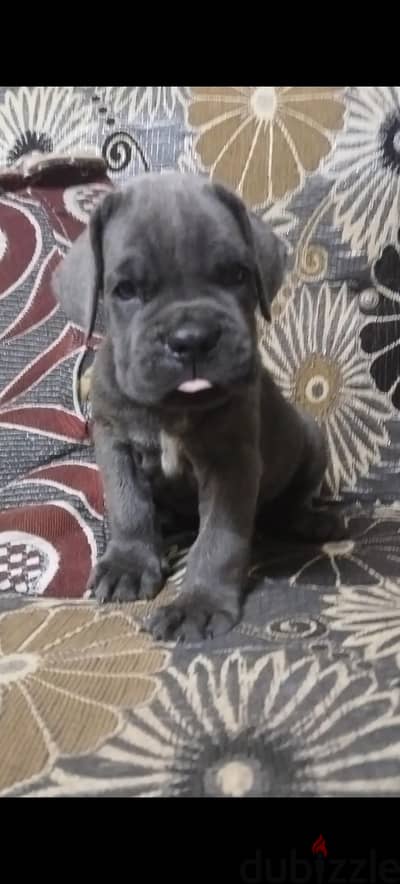 جرو كين كورسو cane corso