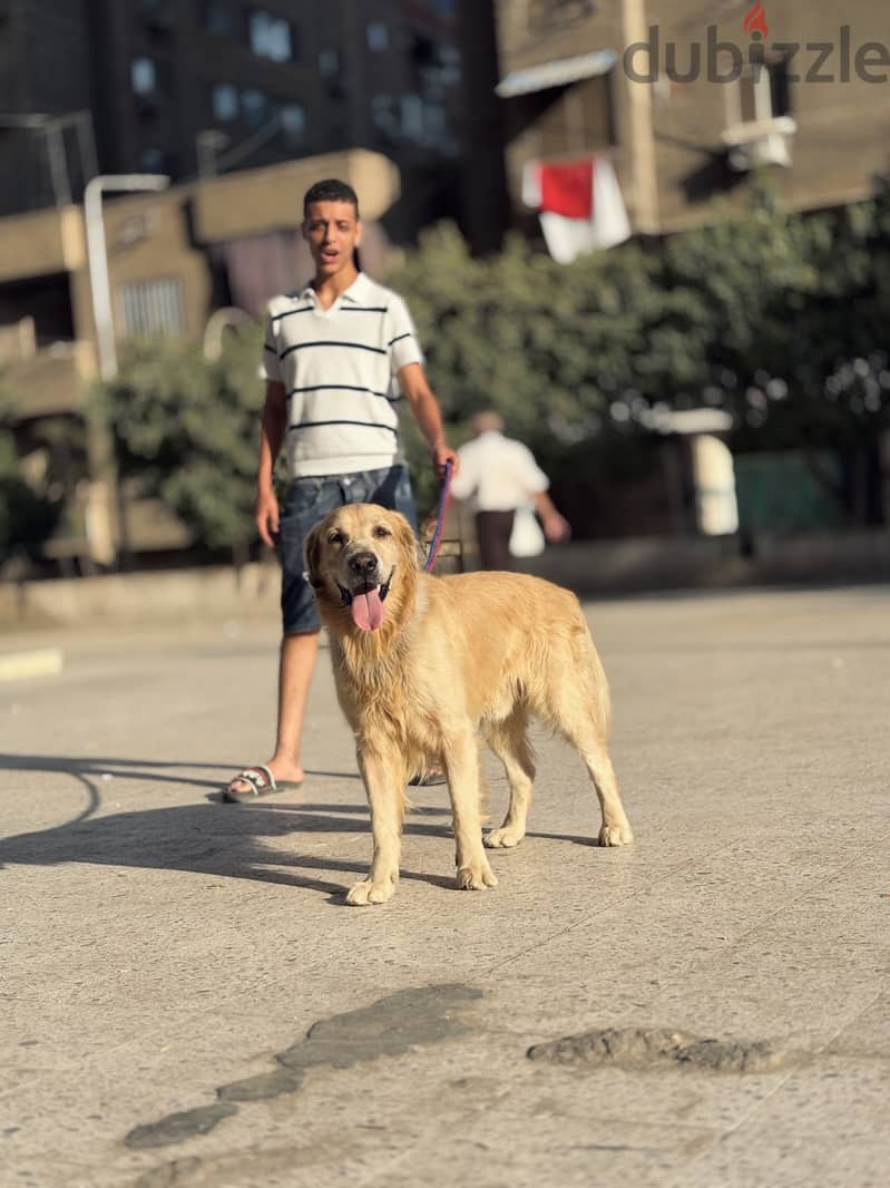 كلب جولدن golden 1